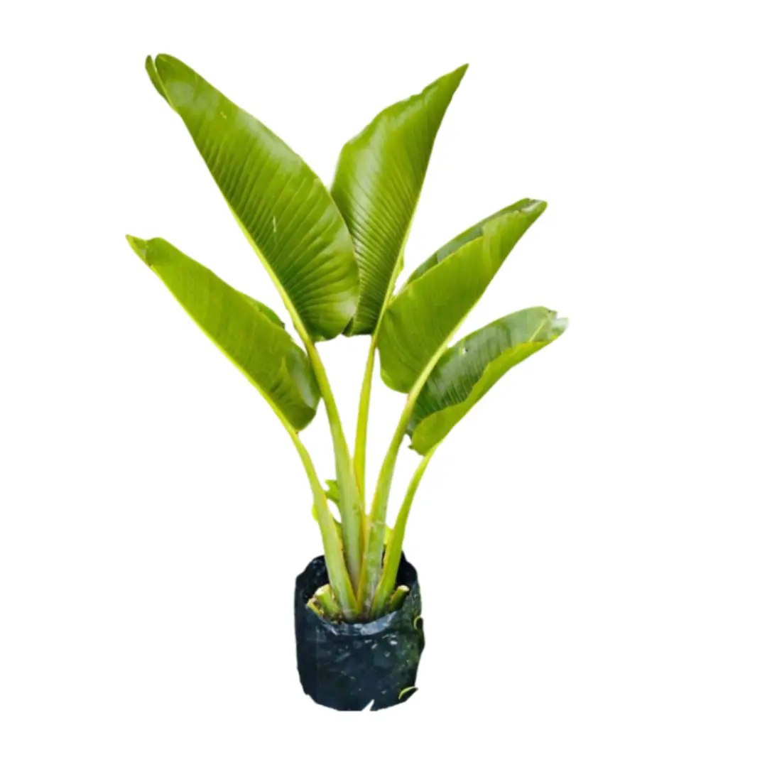 Imagen de Palmera Viajera